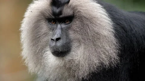 Lion tailed macaque Stock Footage 138992704