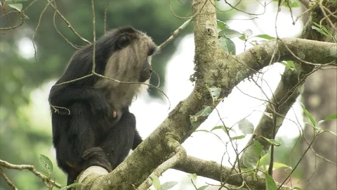 Lion-Tailed Macaque grooming itself Stock Footage 118863522
