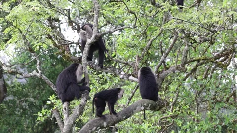 Lion-tailed Macaque group climbing up mountain rainforest tree close up Stock Footage 325418057