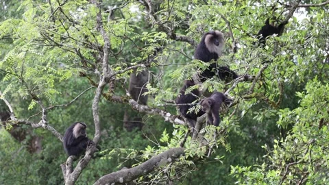 Lion-tailed Macaque group feed in mountain rainforest tree and juvenile Stock Footage 322975163