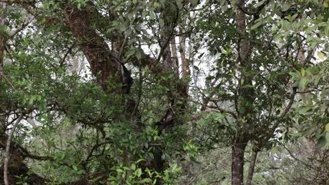 Lion-tailed Macaque group move in rainforest tree Stock Footage 327632676