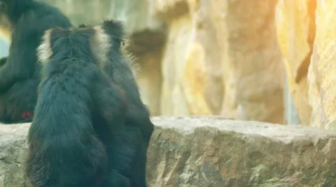 Lion-tailed macaque (Macaca silenus) Stock Footage