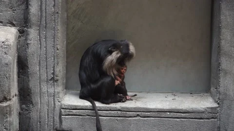 Lion-tailed macaque (Macaca silenus), mane monkey. Cute grey mother with baby Video stock 236976219