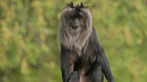 Lion-tailed macaque (Macaca silenus) monkey portrait 動画素材 339226157