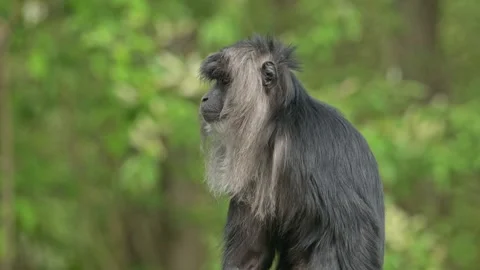 Lion-tailed macaque (Macaca silenus) monkey portrait Stock Footage 345662150