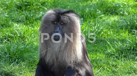Lion-tailed macaque (Macaca silenus) head close up sitting and posing for camera Stock Photos
