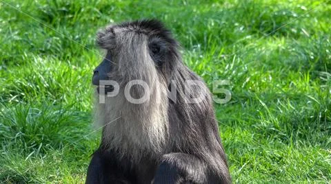 Lion-tailed macaque (Macaca silenus) head close up sitting and posing for camera Stock Photos