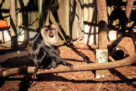 Lion-tailed Macaque, Macaca silenus, wanderoo black monkey, ZOO Liberec Stock Photos