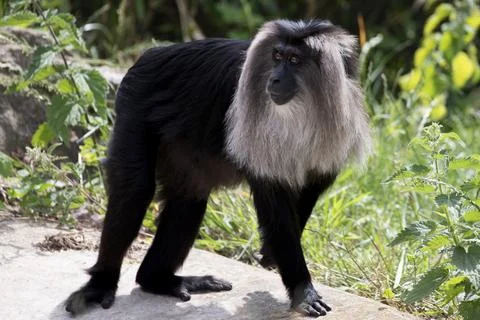 The Lion-Tailed Macaque (Macaca silenus). Stock Photos