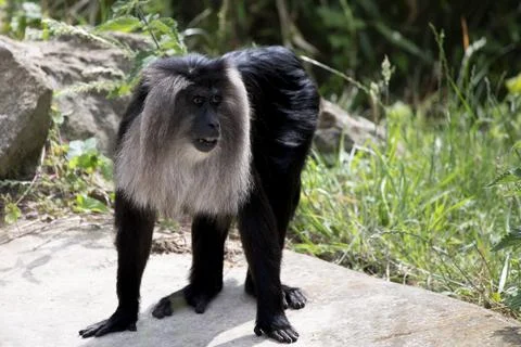 The Lion-Tailed Macaque (Macaca silenus). Stock Photos