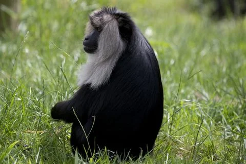 The Lion-Tailed Macaque (Macaca silenus). Stock Photos