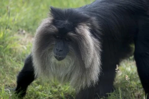 The Lion-Tailed Macaque (Macaca silenus). Stock Photos