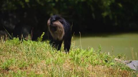 A Lion-tailed Macaque monkey Stock Footage 253569667