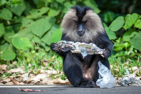 Lion tailed macaque monkey reading news paper middle of the jungle Stock Photos