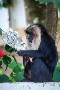 Lion tailed macaque monkey reading news paper endangered species Stock Photos