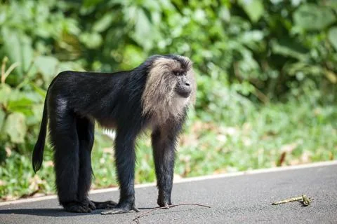Lion tailed macaque monkey road crossing animal road crossing endangered species Stock Photos