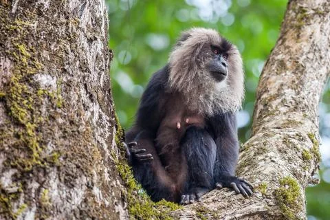 Lion tailed macaque monkey on the tree middle of the jungle Stockfoto's