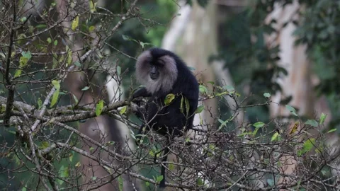 Lion-tailed Macaque in mountain rainforest tree close up Stock Footage 328349765