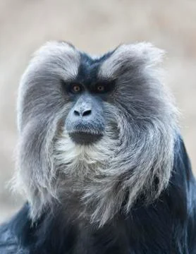 Lion-tailed macaque Foto stock