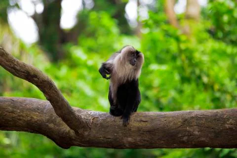 Lion-tailed Macaque Stock Photos