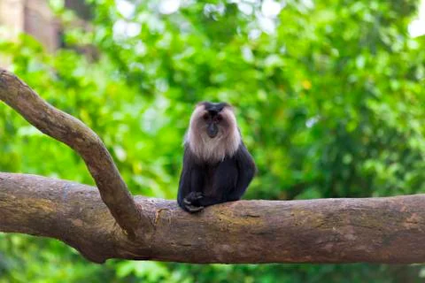 Lion-tailed Macaque Stock Photos