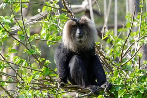 Lion-tailed macaque Stock Photos
