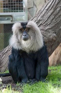 Lion-tailed macaque Stock Photos
