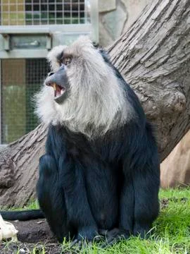 Lion-tailed macaque Stock Photos