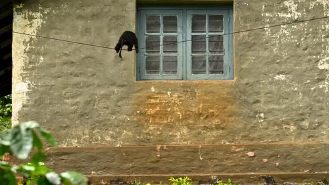 Lion-tailed macaque playing on house window in rains, Valparai, Tamilnadu, India Stock Footage 320627509