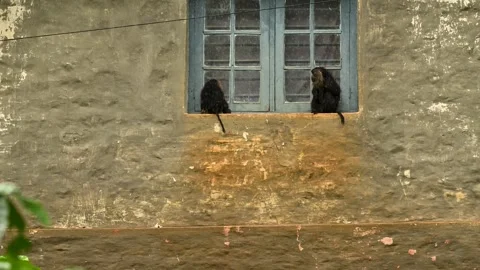 Lion-tailed macaque playing on house window in rains, Valparai, Tamilnadu, India Stock Footage 320627565