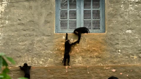 Lion-tailed macaque playing on a window , Valparai, Tamil nadu, India Stock Footage 320627739