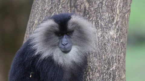 Lion-tailed Macaque portrait of head sitting in tree Stock Footage 322975238
