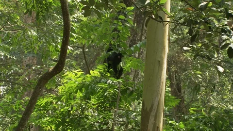 Lion-Tailed Macaque pulls branch towards itself and climbs up into the treetops Stock Footage 118863630
