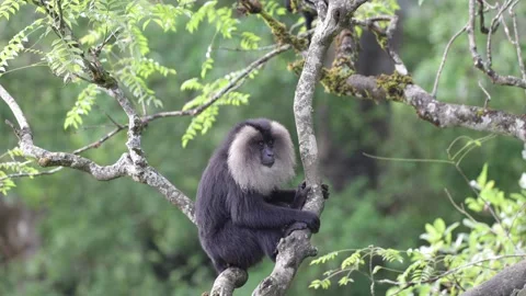 Lion-tailed macaque in rainforest tree scratch head and walk away close up Stock Footage 322650937