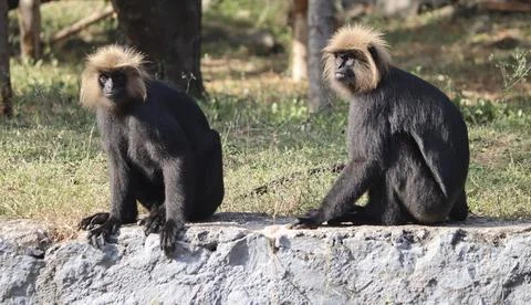 Lion tailed macaque sit in the ground. wit blur background Stock Photos