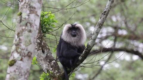 Lion-tailed macaque sit in tree looking around close up Stock Footage 322656714