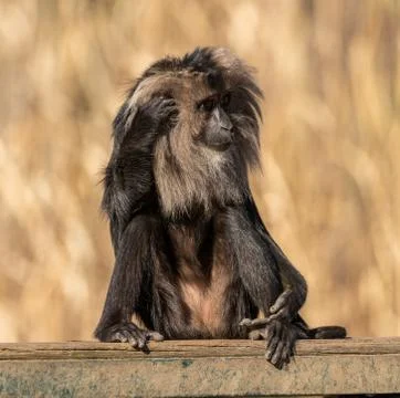 Lion tailed macaque sitting on a board scratching head Stock Photos