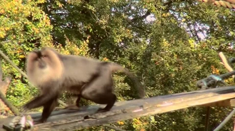 Lion-tailed Macaque sitting in the sun. Stock Footage 68826366