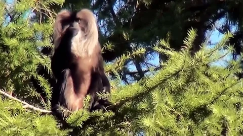  Lion-tailed Macaque sitting in the sun. Stock Footage 82490874