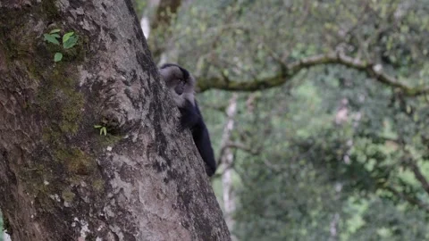 Lion-tailed Macaque slide down thick rainforest tree trunk close up Stock Footage 328349889