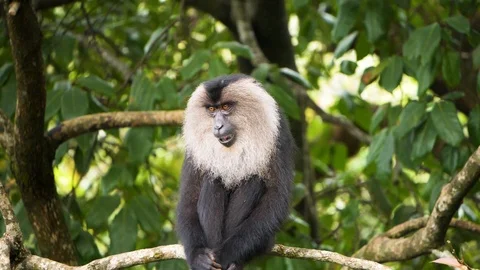 A lion tailed macaque - Slow motion Vídeos de archivo 118131376