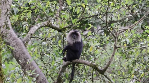 Lion-tailed Macaque on tree branch close up Stock Footage 322658123