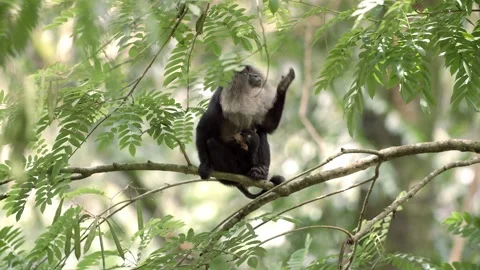 Lion tailed macaque on a tree Stock Footage 138992733
