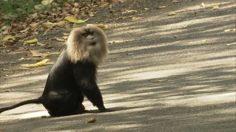 Lion-tailed macaque walking down the road Stock Footage 118863511