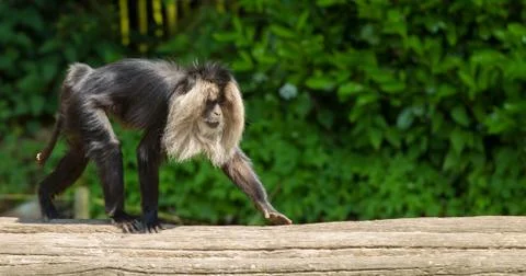 Lion-tailed macaque walking Stock Photos