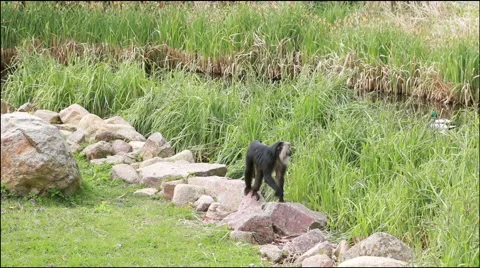 Lion-tailed macaque walking on rocks Stock Footage 40642498