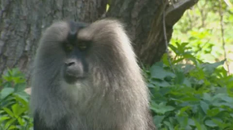 Lion-tailed macaque - wanderoo (macaca silenus). Stock Footage 20544940