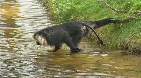 Lion-tailed macaque - wanderoo (macaca silenus) drinks Stock Footage 20615317