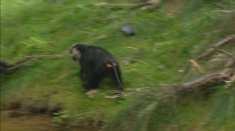 Lion-tailed macaque - wanderoo (macaca silenus) running Stock Footage 20615341