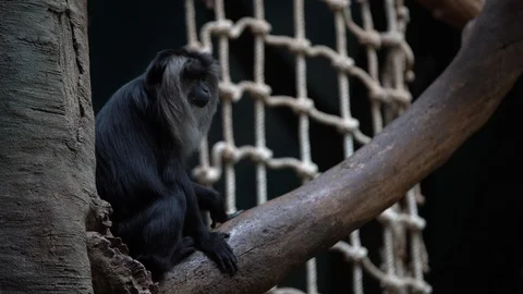 Lion-tailed macaque, wanderoo sitting in a tree, looks around, then climbs down  Stock Footage 107017589